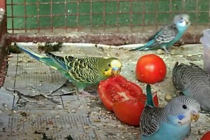 Can Budgies Eat Tomatoes? How Good Is It?