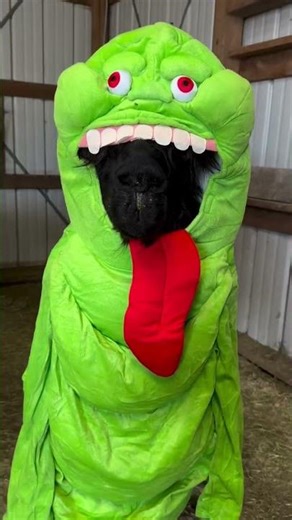 Stay Puft, Venkman & Slimer… But Make It Alpacas 😂