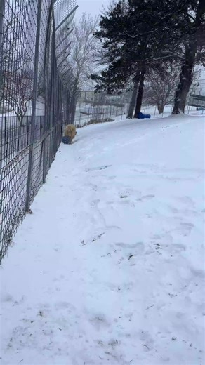 White Lion, Thor, enjoys playing with his ball in the snow. His den is heated, so when he wants to warm up he can. #TCWR #GFAS #TurpentineCreek #lion #thor #whitelion #snow #snowday #winter #wintervibes