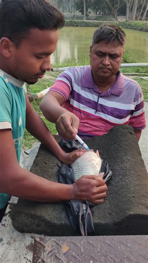 Indian Carp Fish Injection💉🐟 #viral