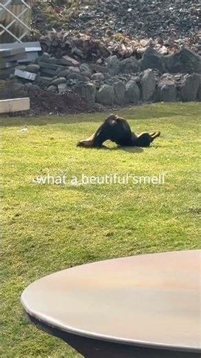 Springtime means work #dachshund #wienerdogs #spring