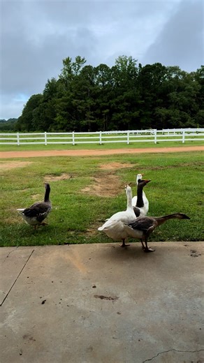 2.6K views · 82 reactions | Who needs porch geese when you have literal porch geese that poop all over your porch? #porchgeese #geese #farmlife | Kelsey McManus - The Hobby Farm | Facebook
