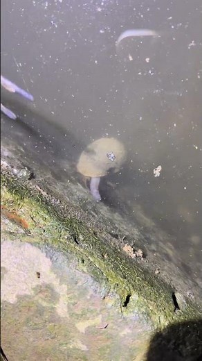 Pomacea canaliculata is an invasive species that can cause serious harm to local ecosystems.