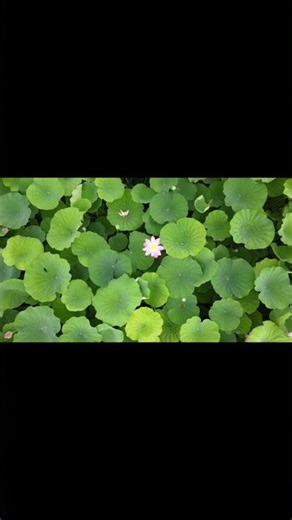 Sun Day ASMR Experience: Relax and Unwind with Soothing Sounds #ASMR #Relaxation