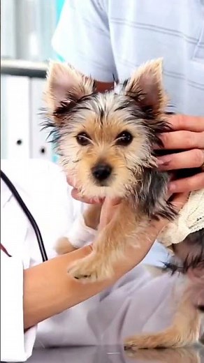 Why Yorkies Are the Cutest & Bravest Dogs Ever – 5 Facts!