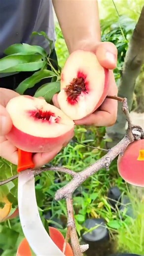 Wait for the end The 🍠🍇🍑🥔🍊🍉🥭#fruit #vegetables #food #farming #plate