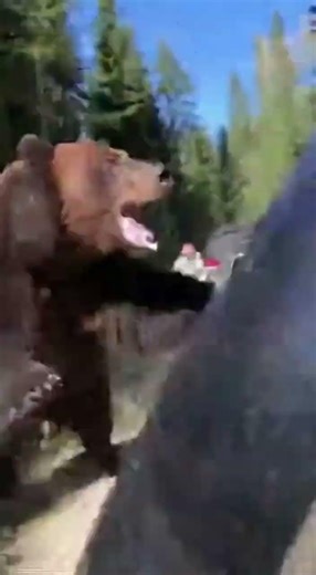 Bear Explodes From Bushes Inches Away