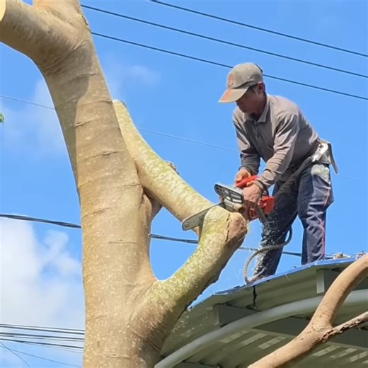 The best skill man cutting tree stand cover the hom'e roo,f | johnnyringer
