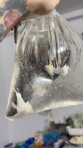 Subukan nating mag alaga nitong Platinum King Balloon Molly 👑 #fishthings #fishkeeping #aquarium #aquariumhobby | Fish Things