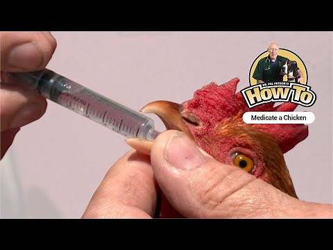 Dr. Presents - How to Give Medicine To A Chicken
