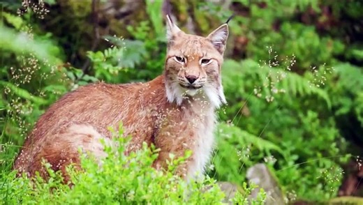 Amazing Scene of Wild Animals - Scenic Relaxation Film (Part 2)