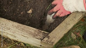 Gardener planting a tulip bulb after adding fertilizer slow motion 4k