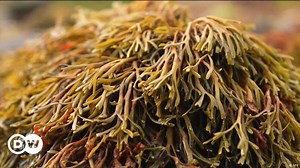 Doing Your Bit: Turning seaweed into a plastic replacement