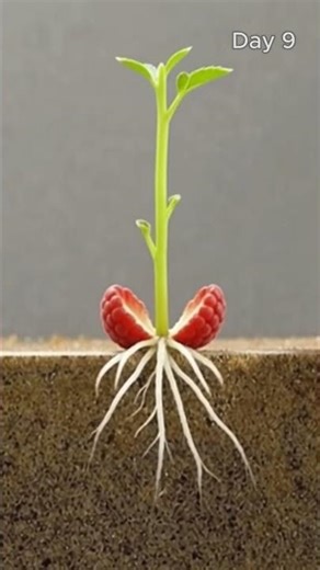 Raspberry - Time Lapse #shorts #raspberry #timelapse #ai