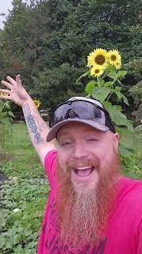 🌻 Why Every Garden Should Grow Sunflowers! Safe for Chickens & Full of Benefits! #Shorts