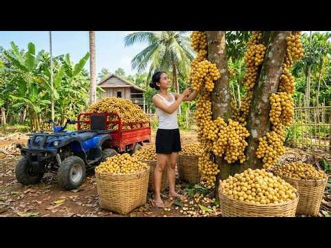 Harvesting Large Quantities of Tropical Fruits to Take to Market for Sale | Countryside Life