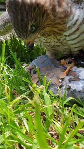 Goshawk plucking away at a laughing dove