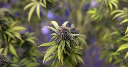 Village of Pinckney implements new criteria for cannabis businesses