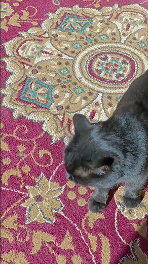 Kitten Won’t Stop Meowing — Too Cute! 😻🎤