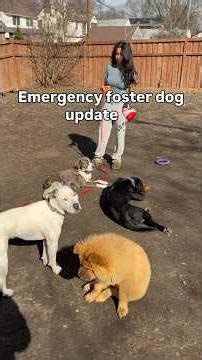 Emergency foster dog update - Coco will be having surgery for her broken leg ❤️‍🩹 #dogs #rescuedog