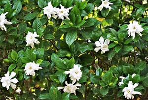Explore the Diverse World of Gardenia Varieties | LoveToKnow