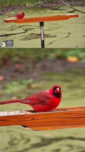 Cardinal posted up on the feeder like he owns the place