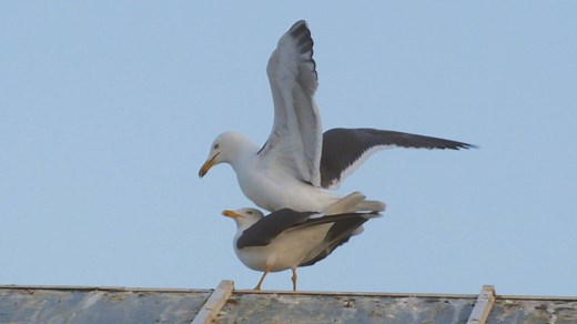 Male seagulls have a strange way of signaling that they're ready to mate. | National Geographic