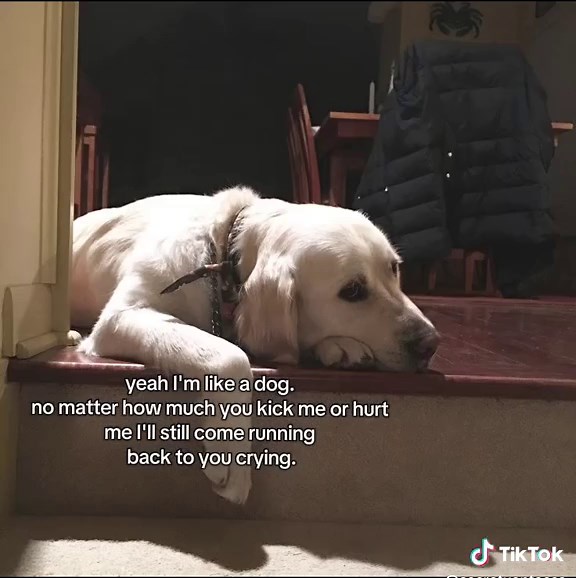 Finding True Love Like a Loyal Dog