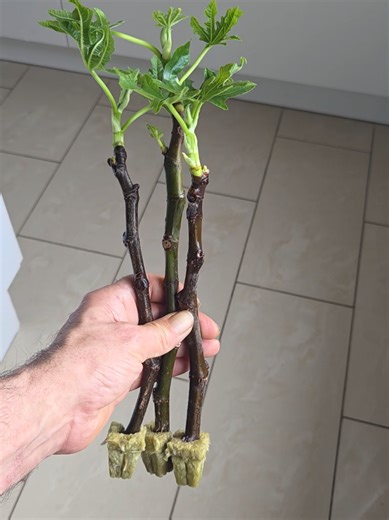 Feigenbaum 🌳 Pflanzen mit den geringsten Kosten ☝️ Auf kleinster Fläche mit #ademssteinwollemethode natürlich Selbermachen 😉 #likе #viralvideos