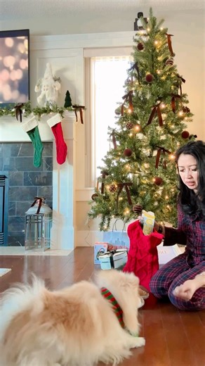Christmas Morning with Whiskey The Pomchi | Desiree Gervacio