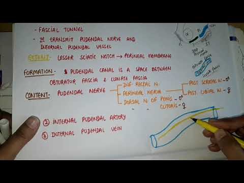 Pudendal canal Anatomy
