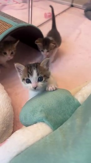 3.5M views · 194K reactions | Okay, Suds. I hear ya!  | Kitten Lady | Facebook