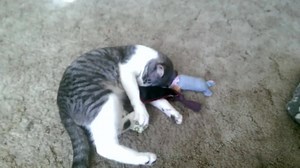 269 shares · 125 comments | Spoil your fur baby today! Visit → www.kitnipbox.com and sign them up for a monthly delivery of pawsome fun! Dusty is having an ameowzing time with his new goodies! | KitNipBox | Facebook