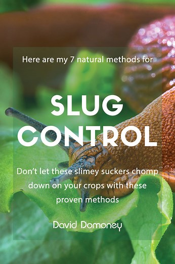 Slugs: 7 Natural control methods David Domoney