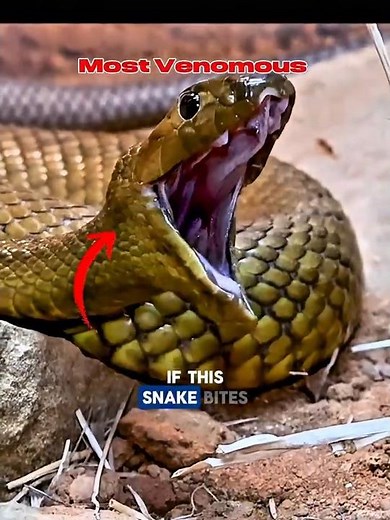 World’s Deadliest Snake: Inland Taipan #animals #facts #fyp
