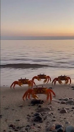 Amazing Crabs Walking on the Seafloor