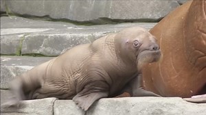 Baby walrus shown at German zoo