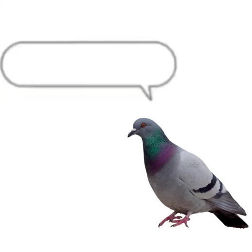 Understanding Pigeon Behavior and Habits