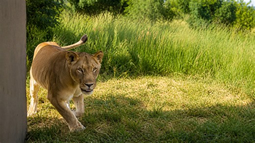 The lioness entered the new area carefully