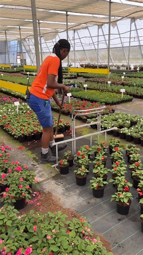 A behind-the-scenes look at how Shadowlands keeps the farm in top shape 🌱 From sweeping pathways to cleaning around plants, and carefully moving and spacing them out — every detail matters to ensure healthy, happy plants. #Shadowlands #behindthescenes #plantfarm #healthyplant #nurserylife | Shadowlands Wholesale Nursery