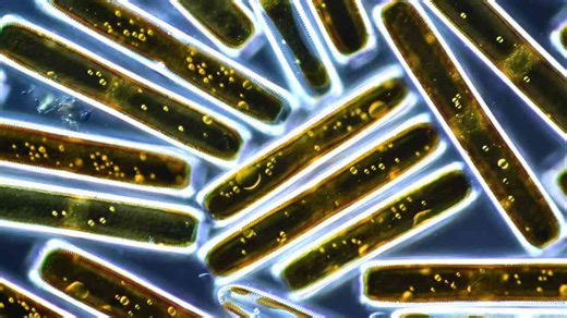 A "dinosaur planet" sounds like fiction - until you follow the biology