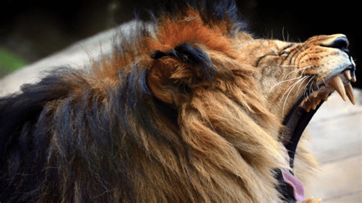 Extinct Barbary Lion May Have Survived in Captivity