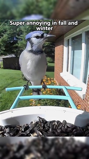13K views · 624 reactions | Here are 4 cool facts about the Blue Jays!  #CaughtOnBirdfy #birdcaptures #instabirds #birdwatching #birdsplanet #planetbirds #backyard #backyardbirdatching #birdfacts #didyouknow #animalfacts #birds #jay #bluejay | Birdfy by Netvue | Facebook