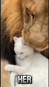 Tiny Cat Falls Into Lion Enclosure – The Ending Pure Magic. | Wild Encounters
