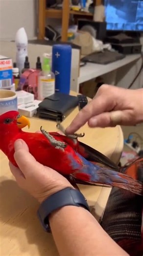 Is Red Lory a great Companion? Video Credit: Christine Red Lory is known as a great Companion for many due to its vibrant colors, playful & social nature, & intelligence, but it is not ideal for everyone because it requires specialized care & a high level of commitment from experienced bird owners. It's beauty & engaging personalities make it a joy to have, but its specialized diet of nectar & fruit can be messy, it needs a lot of social interaction, & It's specialized needs make it a higher-mai