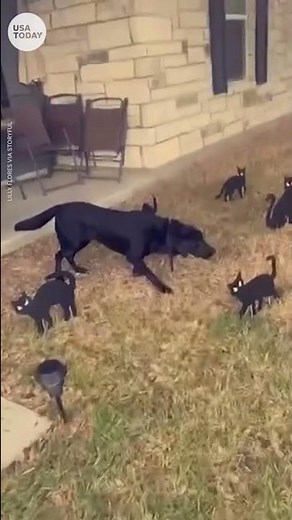 Black Labrador scared of black cat Halloween decorations | USA TODAY #Shorts