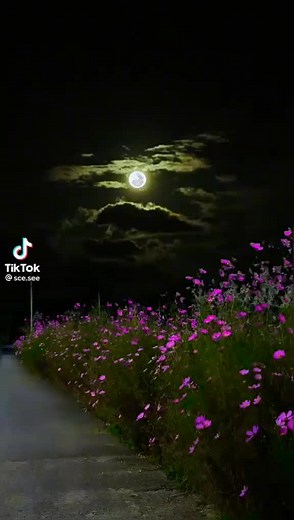 tawsif2021 on TikTok