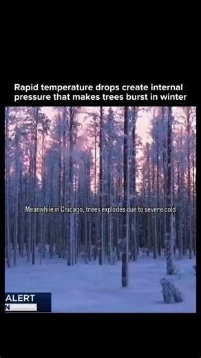 AI • Technology • Innovation on Instagram: "During extreme cold snaps, trees can violently crack or even burst due to a process called frost cracking. When temperatures plunge rapidly, the water and sap inside a tree freeze and expand, building intense internal pressure against the rigid bark. As the pressure exceeds the wood’s structural limits, the trunk can split with a loud explosive sound. What feels sudden is actually a predictable physical response to rapid temperature change and frozen i
