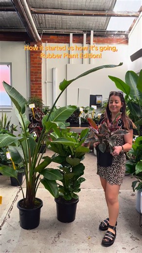 A moment for this Ficus Elastica Ruby, the humble Rubber Plant, who grew into a beauty, when no one was looking. . . #ficuselastica #rubberplant #howitstartedvshowitsgoing #houseplants #plantgrowth | Passthatplant