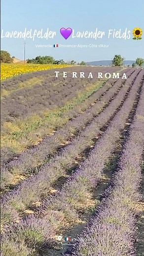Lavander 💜 Lavandel 🌻 Valensole 🇫🇷 Provence-Alpes-Côte d’Azur